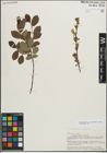 Foto von Salix myrsinifolia Salisb. x Salix repens L.